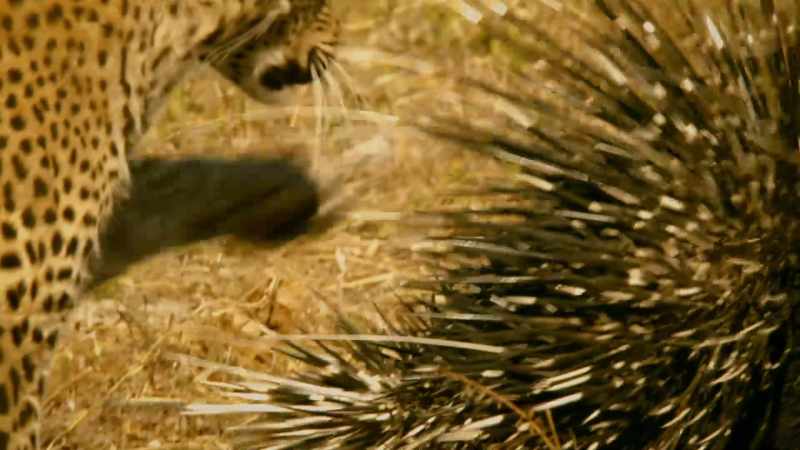 When threatened, porcupines favour reverse