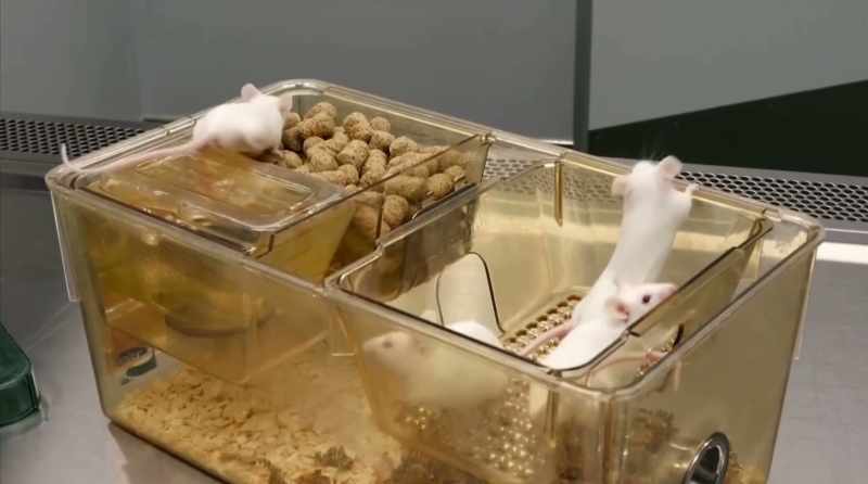 When they treated the mice with psilocybin