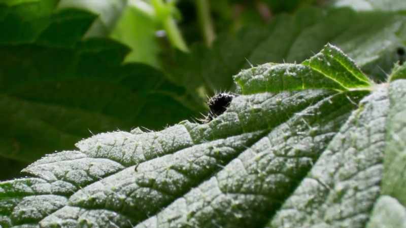 When under attack, a leaf sends out a signal