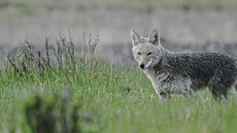 When wolves were gone and bears few