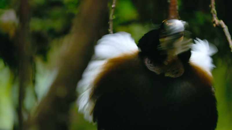 When you're a Carola's parotia