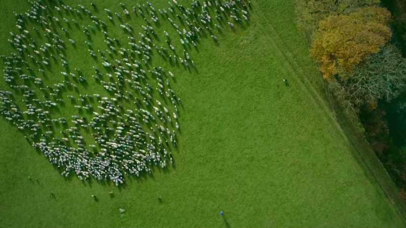 When you're collecting 1,000 sheep from a mountain