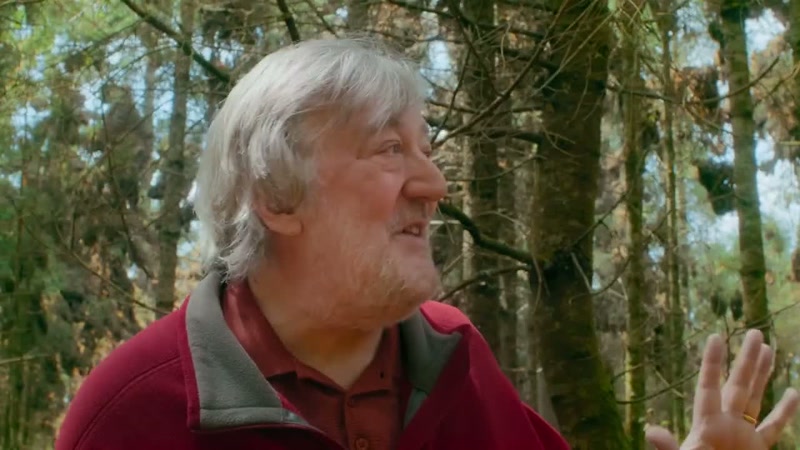 When you're in a forest on a windy day