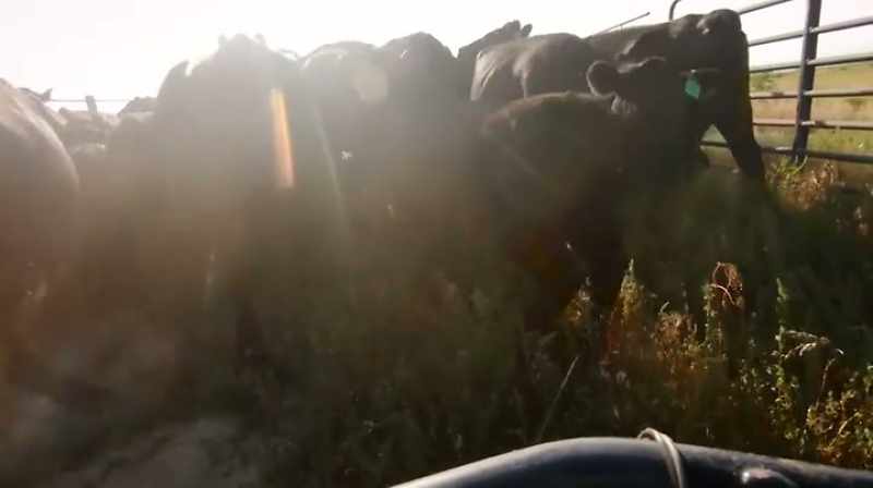 WHEN YOU'RE IN THE CATTLE BUSINESS