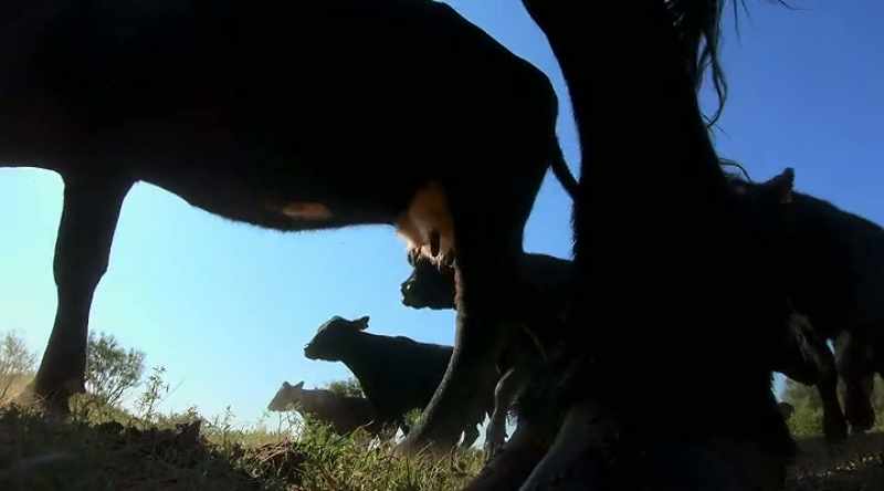 When you're moving cows, you wanna be slow and smooth