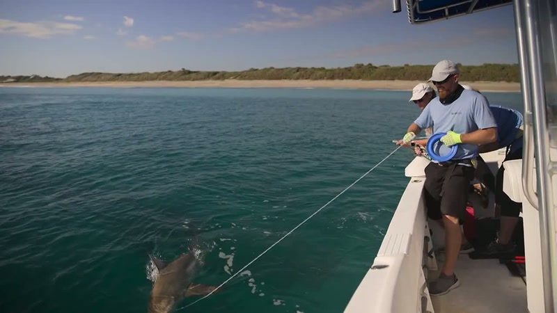 When you've got a shark on the line