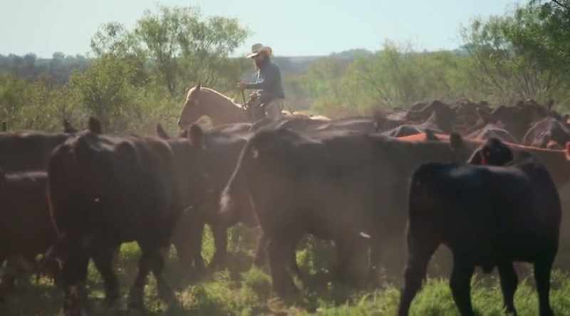 Whenever we're driving these cows like that