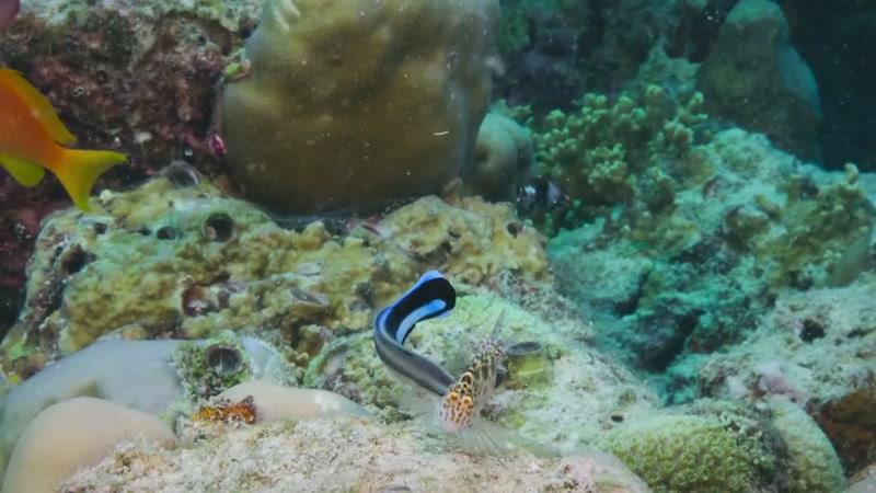 where creatures come to have dead skin and parasites removed