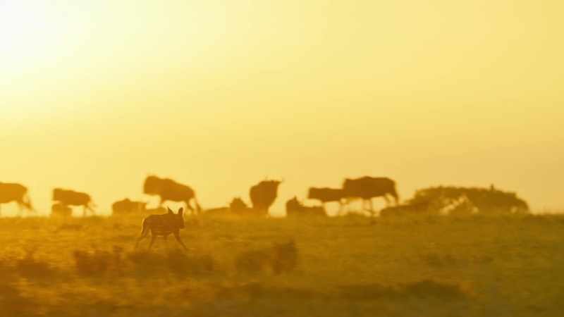 Where Jasari leads, his loyal pack follows