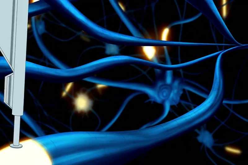 Where messages zoom from her body, to the brain and back