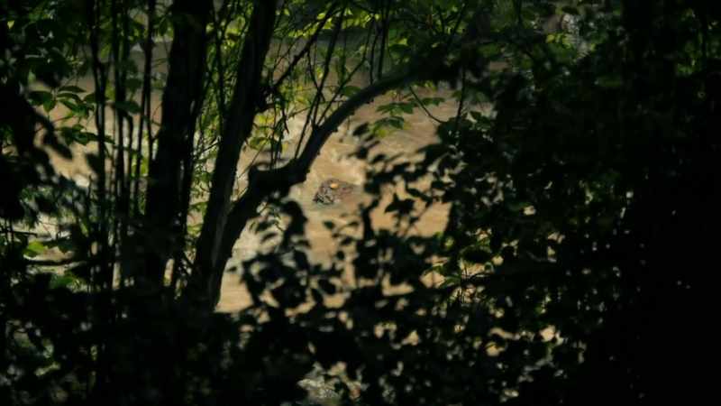 where-nelbi-last-saw-the-creature