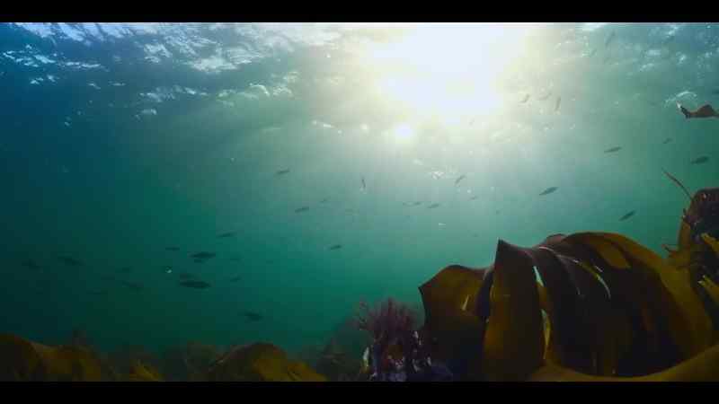 Where one extraordinary sea creature is thriving