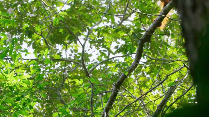 Where the gaps between the branches are too wide for him