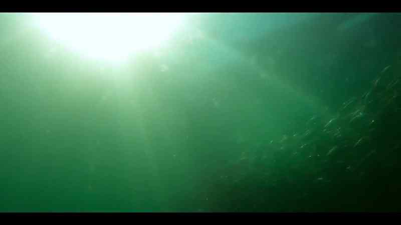 Where its warm waters fuel vast plankton blooms