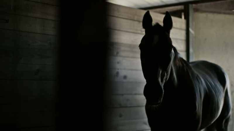 Where we were at, we seized like, 22 horses