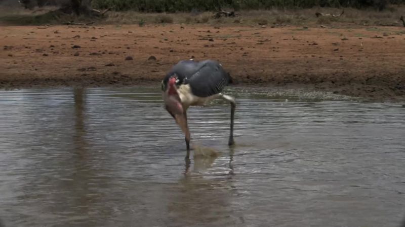 Whereas the stork, has a decent chance