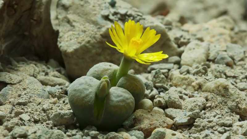 Wherever there's a desert, plants have evolved to meet its challenge
