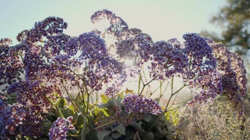Whether it's flowers
