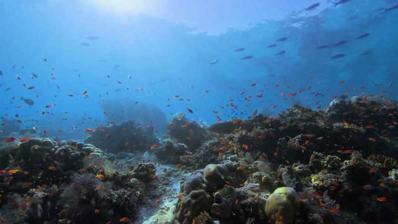 Whether underwater or on land, colour can be extremely useful