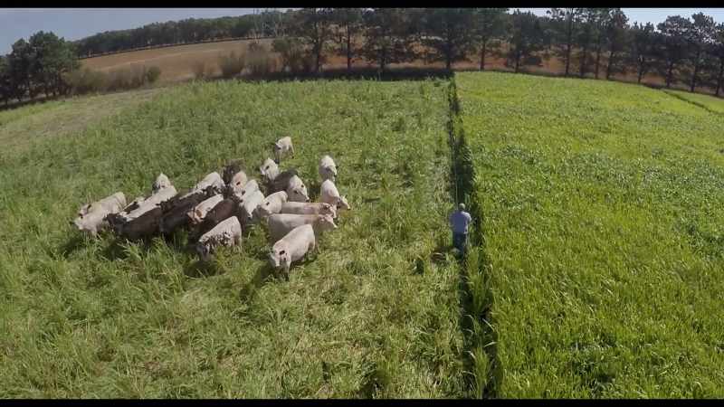 Which model do you want your food to be produced from?