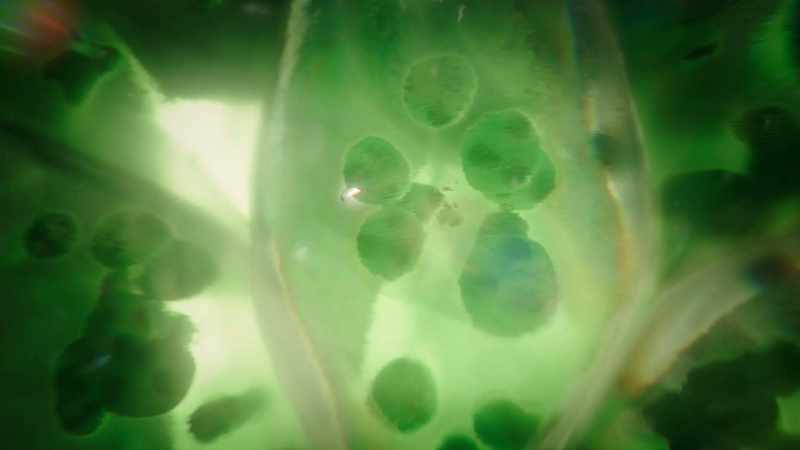 Which plants use to power their growth