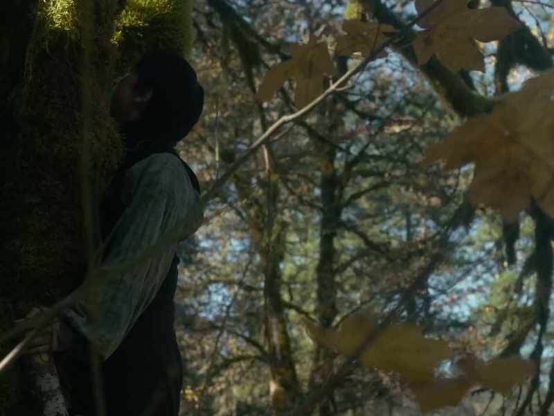 Which side of the tree has the most branches?
