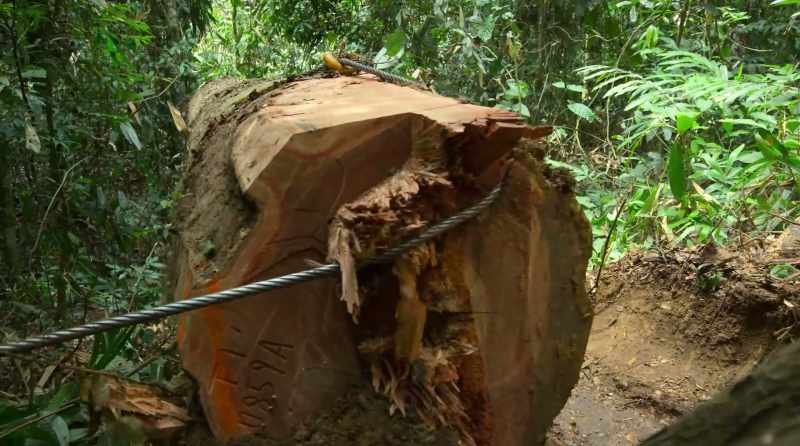 Which is why we've cut down three trillion trees across the world