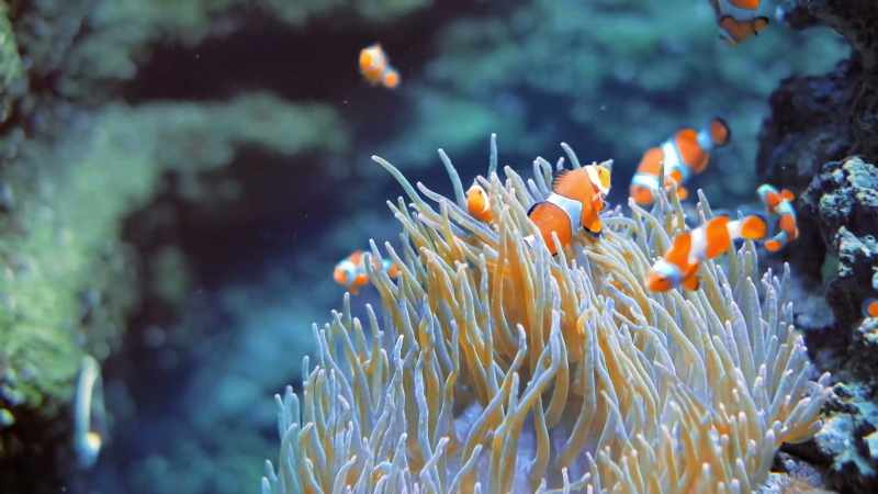 Which works out well for both Nemo