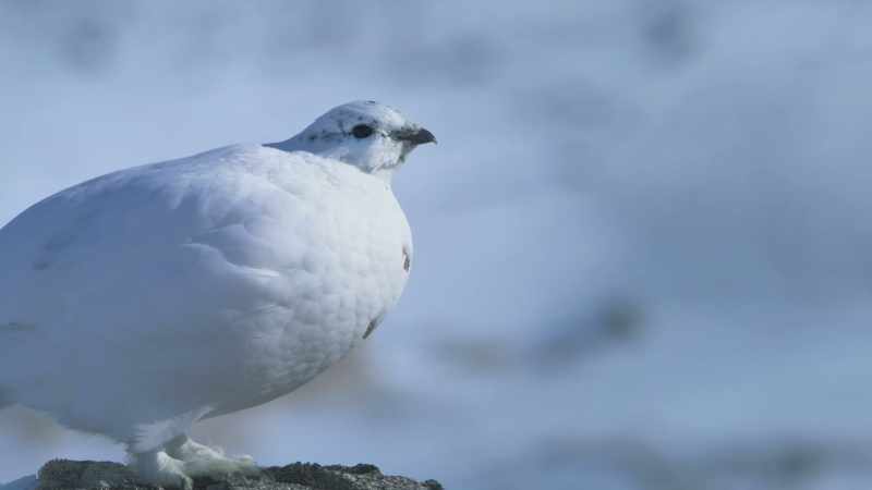 While a warming climate is causing problems in northern habitats
