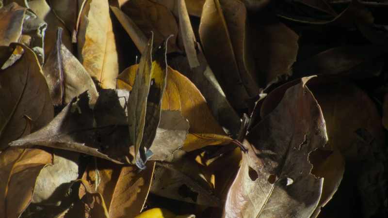 while this butterfly's wings take on the appearance