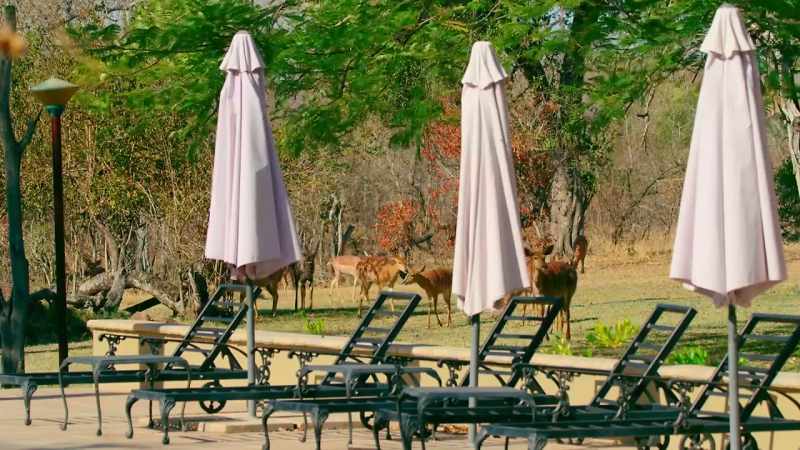 While impala and nyala antelope