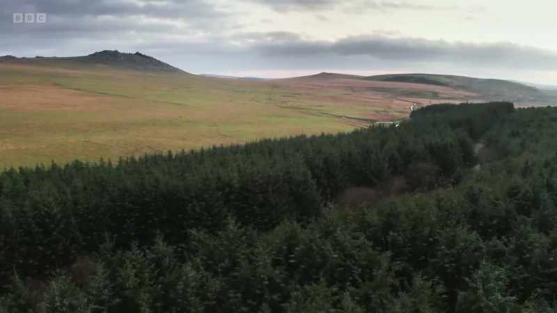 While in Cornwall, this dense strip of plantation
