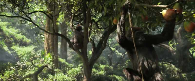 While other gorillas were learning to swing from vines and gather fruit