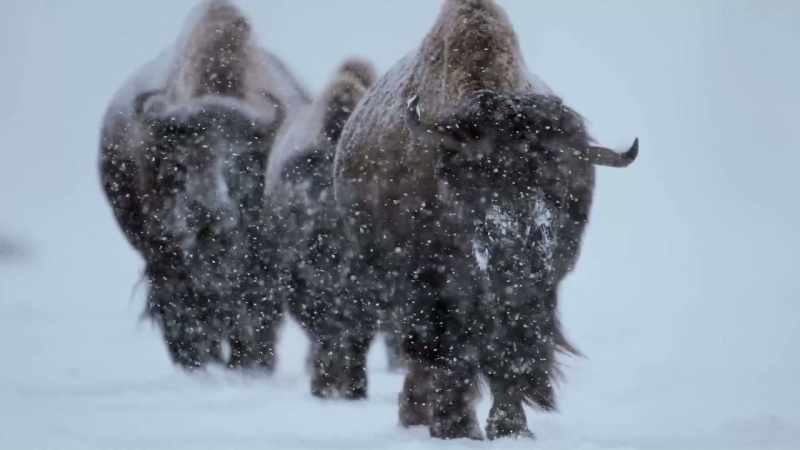 While others seek out safe havens in lower elevations