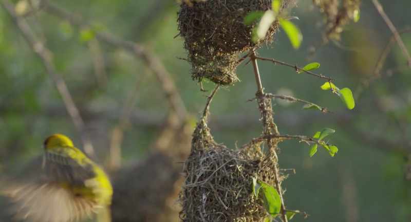 While some are getting started with their nests