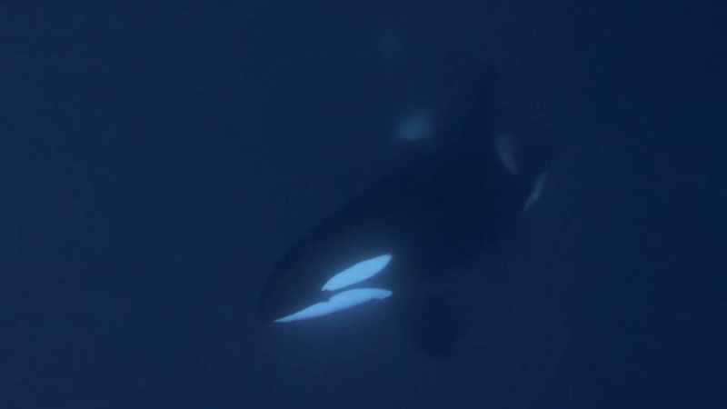 ''While some pods rely on numbers, others don't have that luxury.''