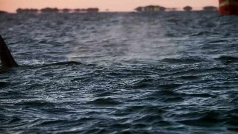 While studying the orcas