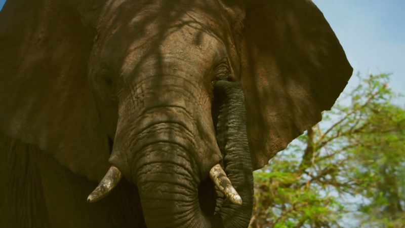 While Tembo struggles with his place in the herd