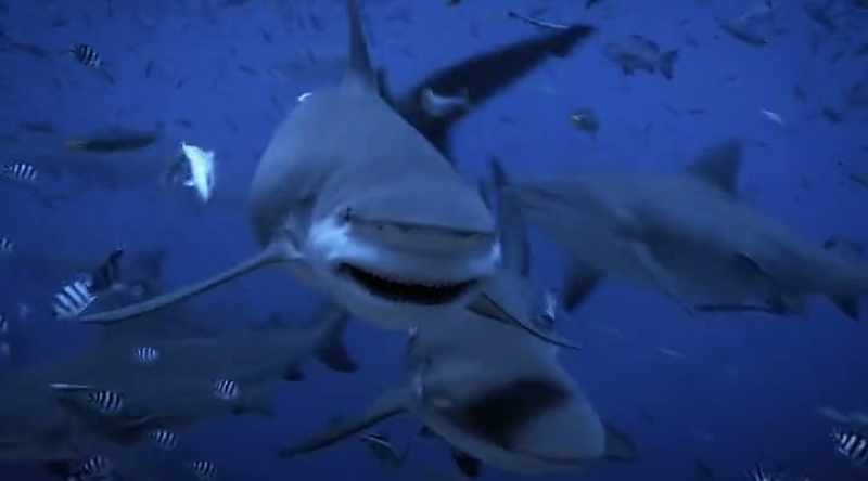 While the bull shark's teeth act like a buzz saw