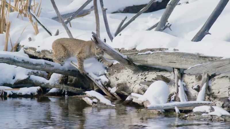 While the cat has gotten by with small meals