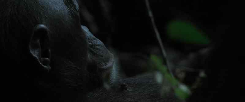 While the chimps go to sleep high in the treetops…