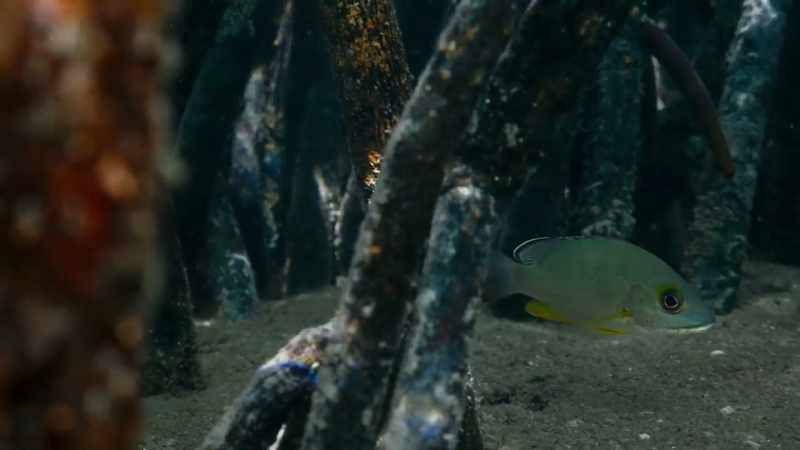 While the tangled roots protect them from bigger fish