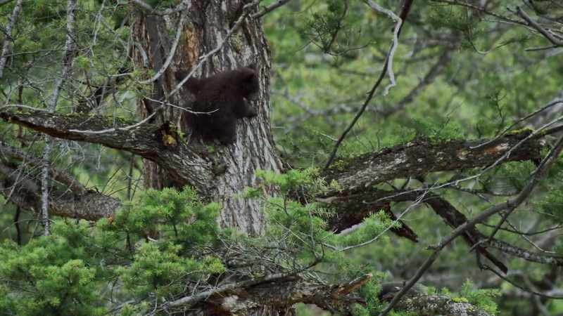 While their mother was foraging
