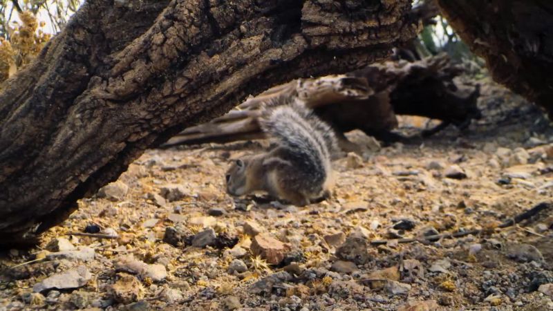 While this venomous giant is in the neighborhood