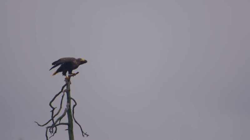 While white-tailed eagles take a different approach