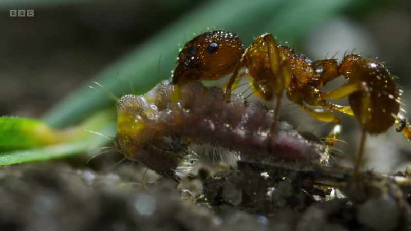 whilst bathing the worker in intoxicating pheromones