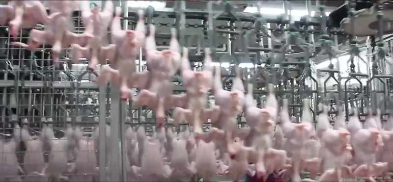 Whilst chicken has a lower environmental impact than red meat