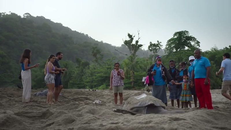 'Whilst leatherbacks are now well-protected on the beaches