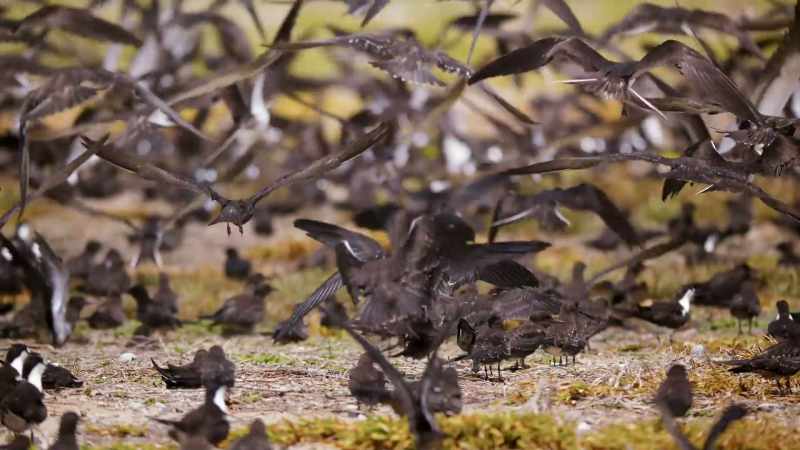 Whilst the more advanced chicks take to the air