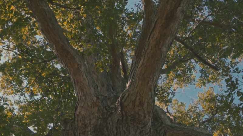 White oak tree is to bourbon